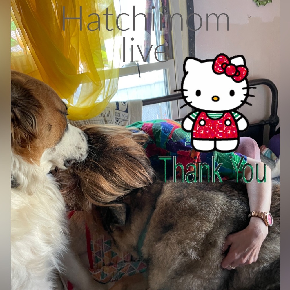 Hatchimom Live -I’m Back!  6:00pm central